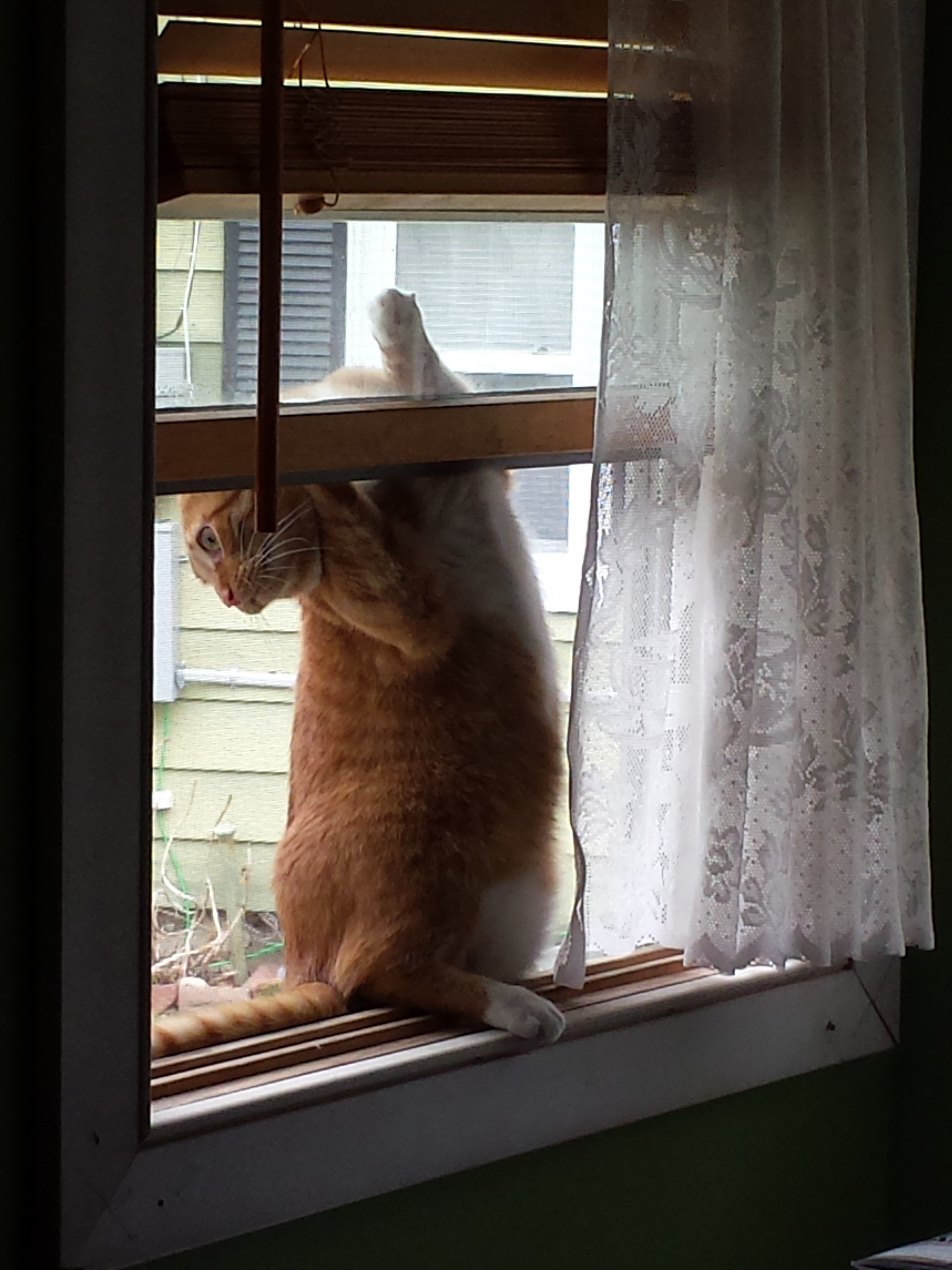 Oliver in window 2015