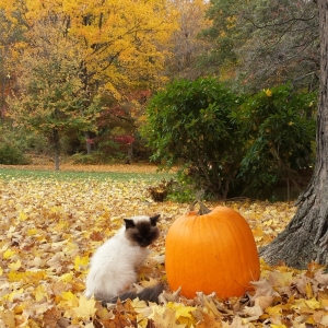 caico autumn fall pumpkin outside