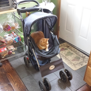 oliver in buggy