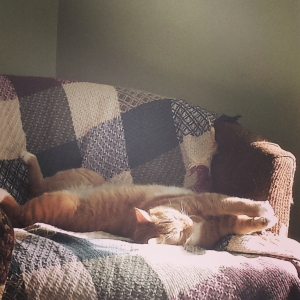 sleeping ginger cat