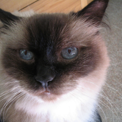 Caico cat himalayan blue eyes