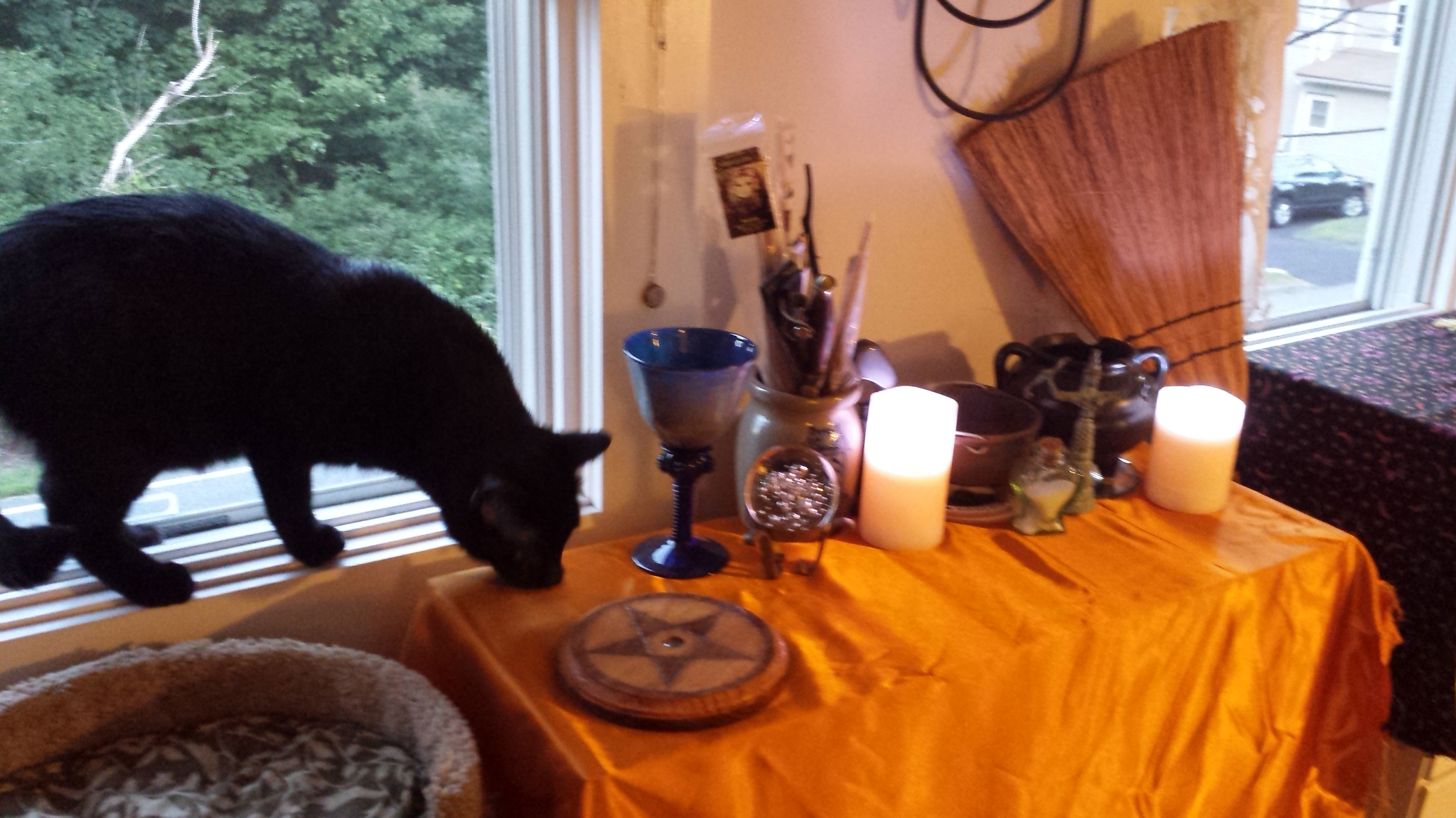 Gus on magickal pagan altar