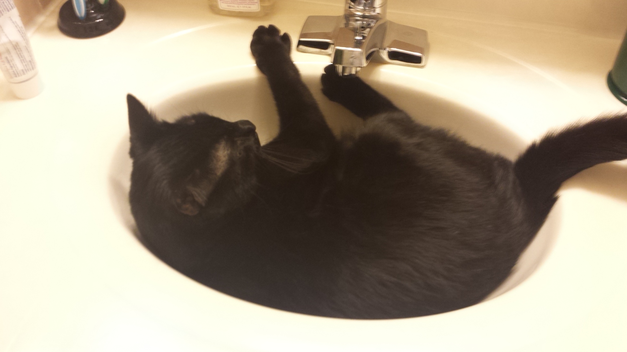 Gus in sink