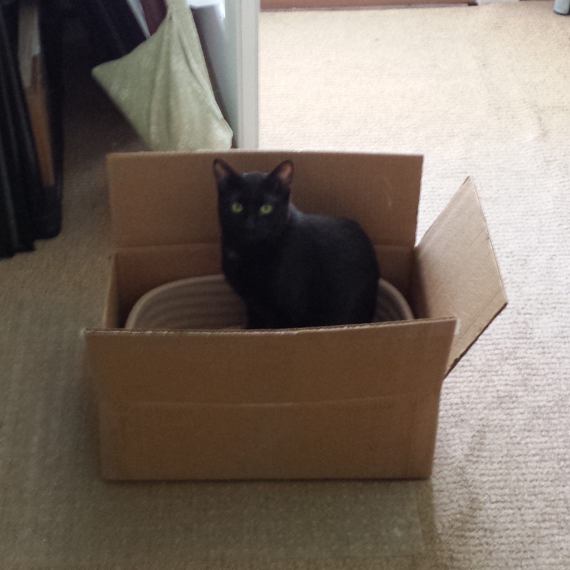 Gus in litter box