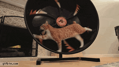 Cat in a hamster wheel