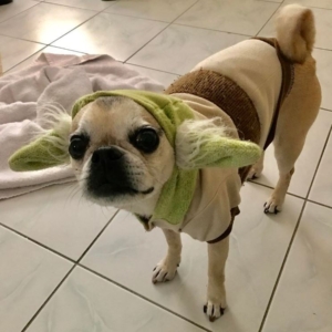 Pug in Yoda costume