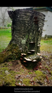 tree stump