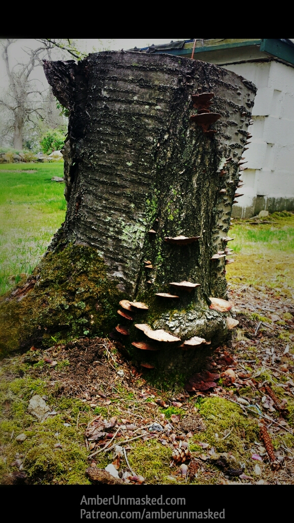 fairy house before picture