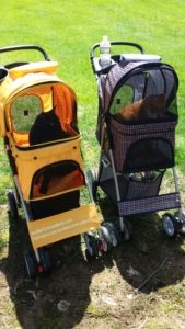 Cats in strollers
