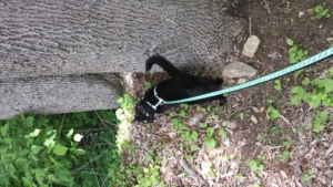 Gus by a big tree