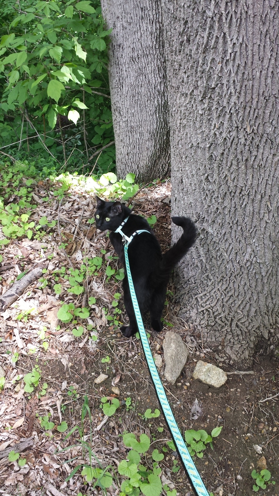 Gus on a leash 20170527_113912