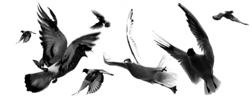 witchcraft bird banner for air