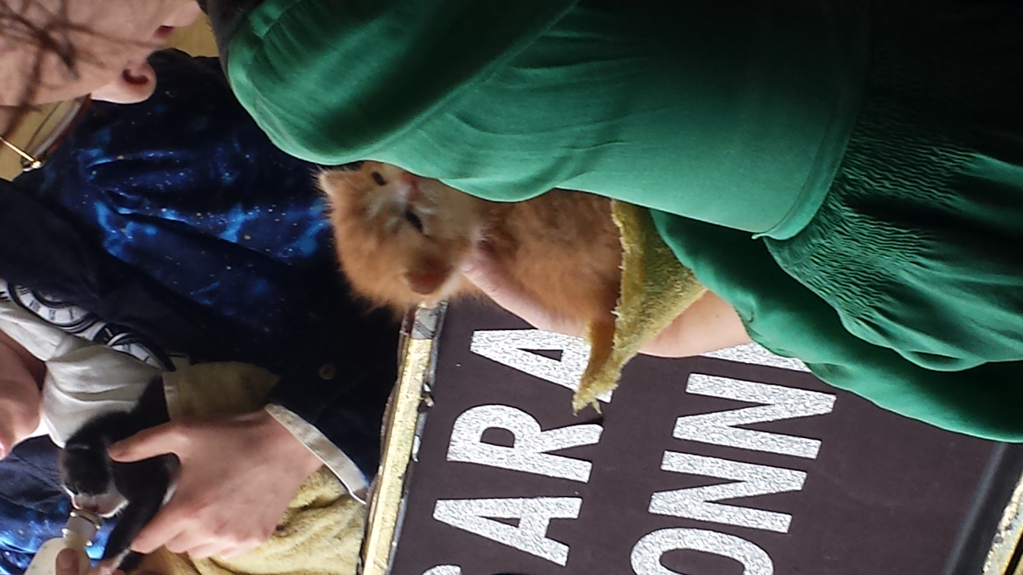 kittens_spwf_2017 (3)