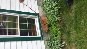 Orange cat on leash