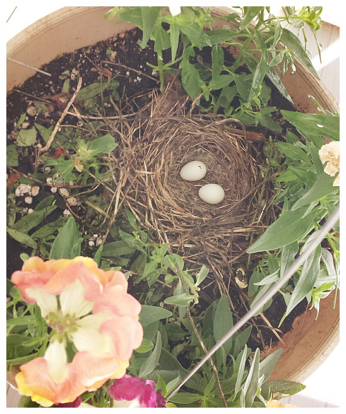 2017-06-02 house finch bird nest