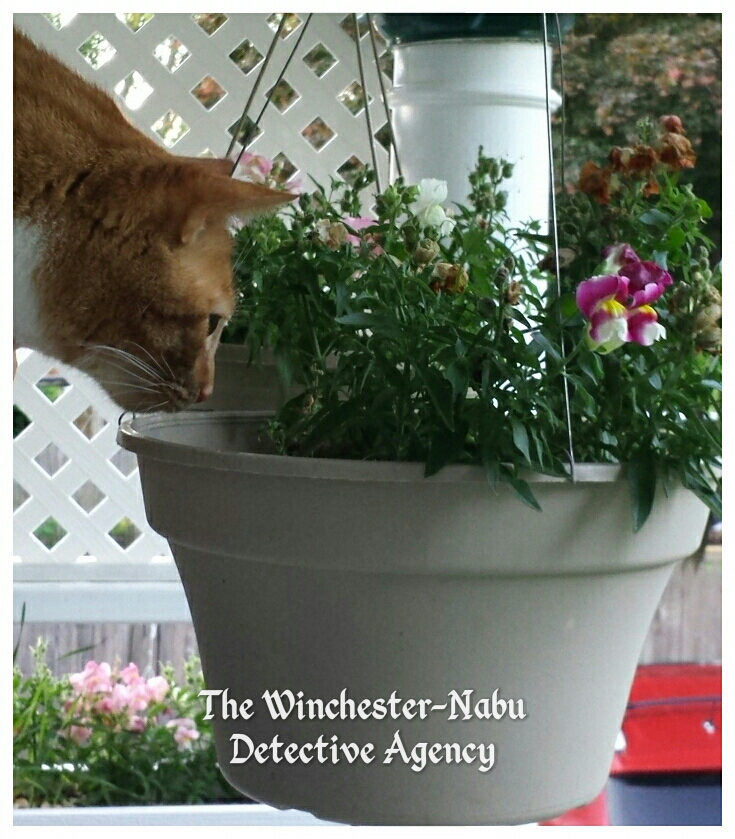 oliver cat winchester-nabu birdnest