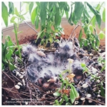 baby finches birds
