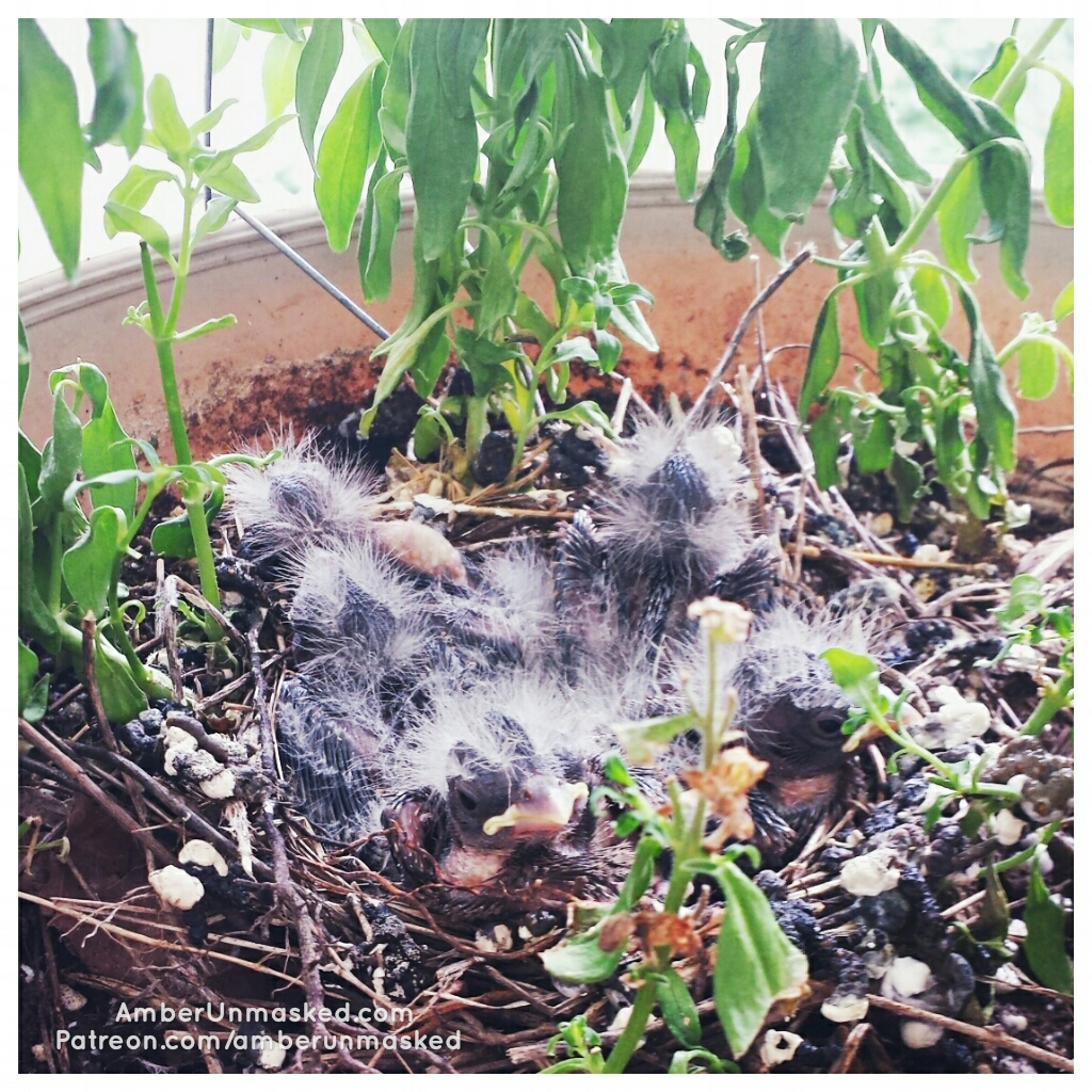 2017-06-24 baby finches birds