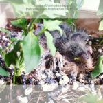 baby finches birds