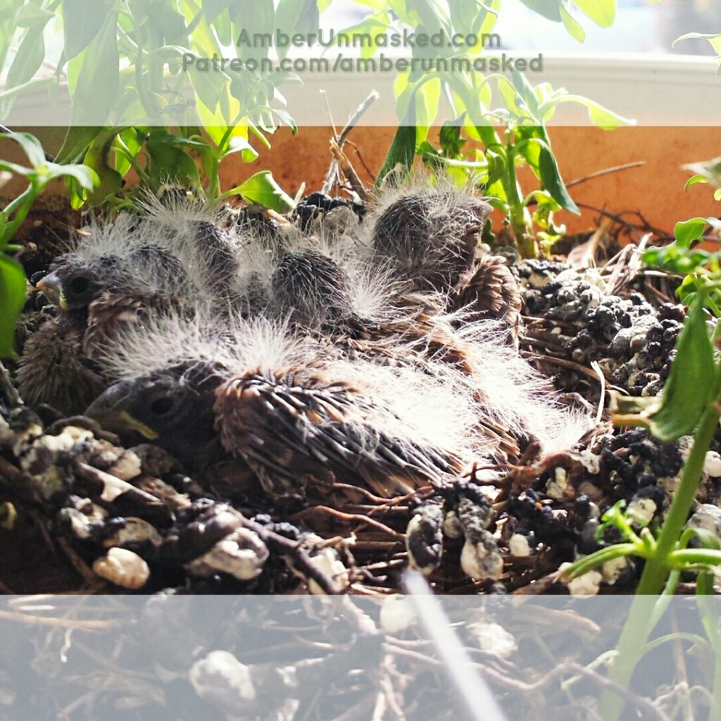 2017-06-26 baby finches birds