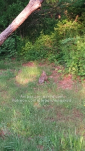 bunny by edge of forest