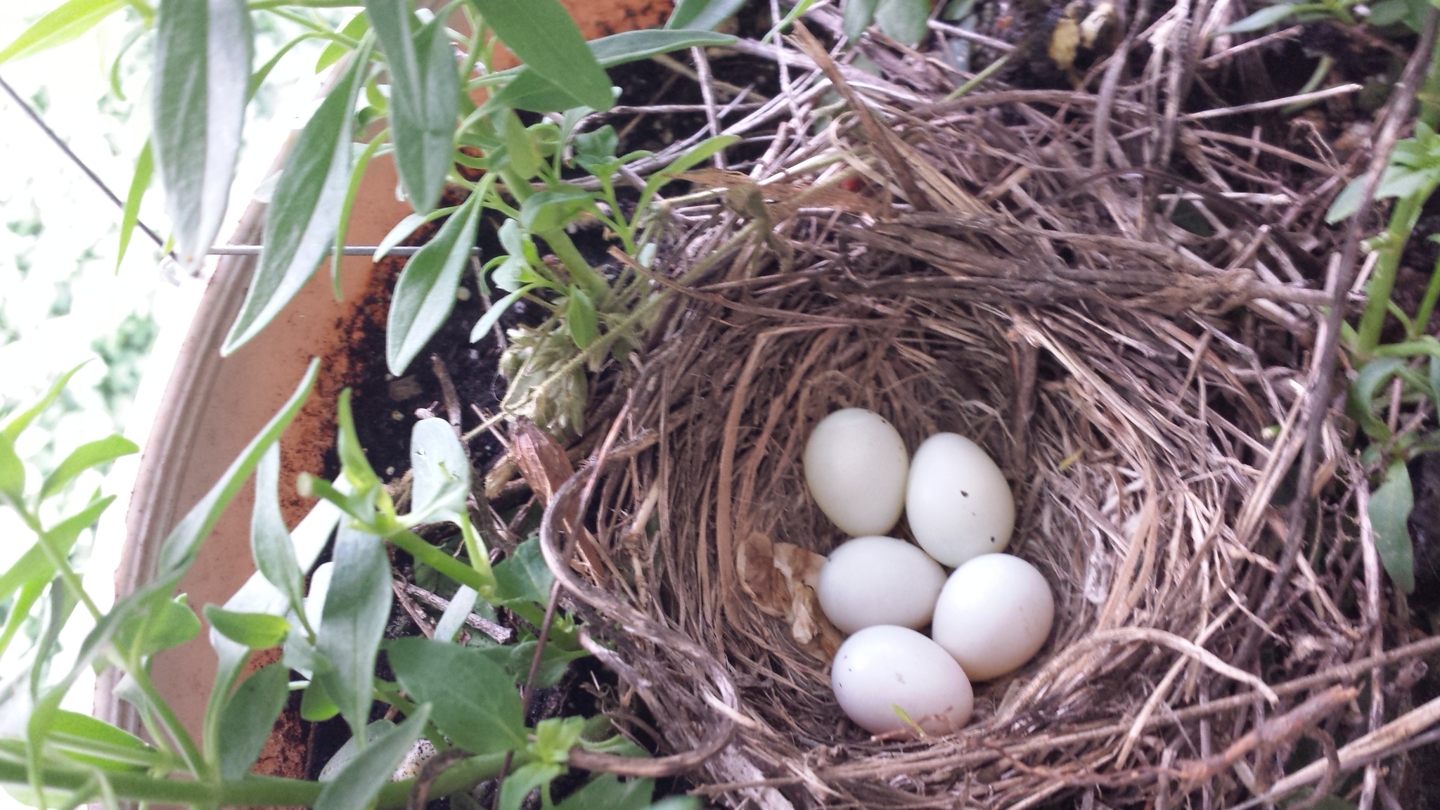 20170607_065108 bird nest