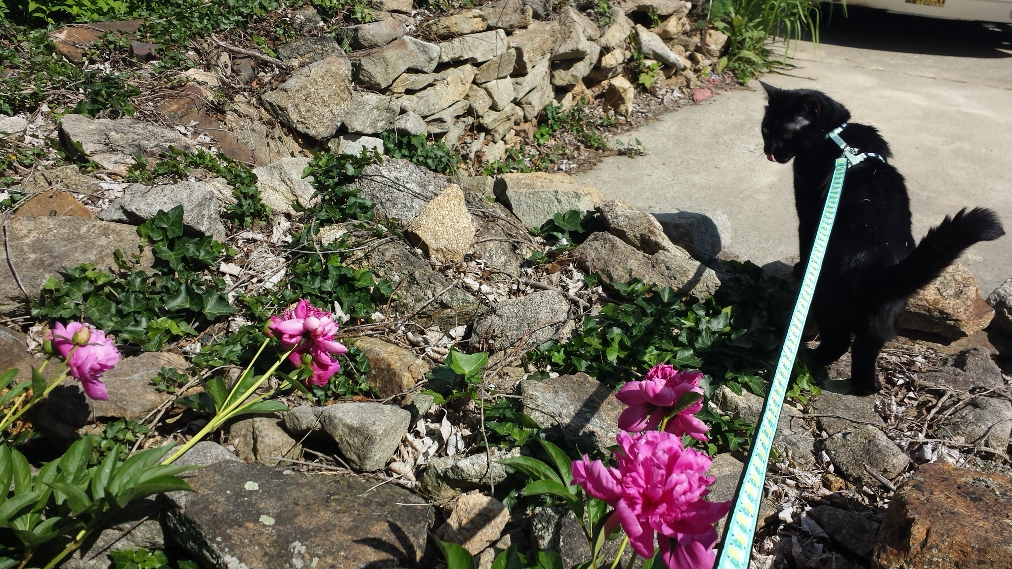 Gus on rocks 20170609_155312