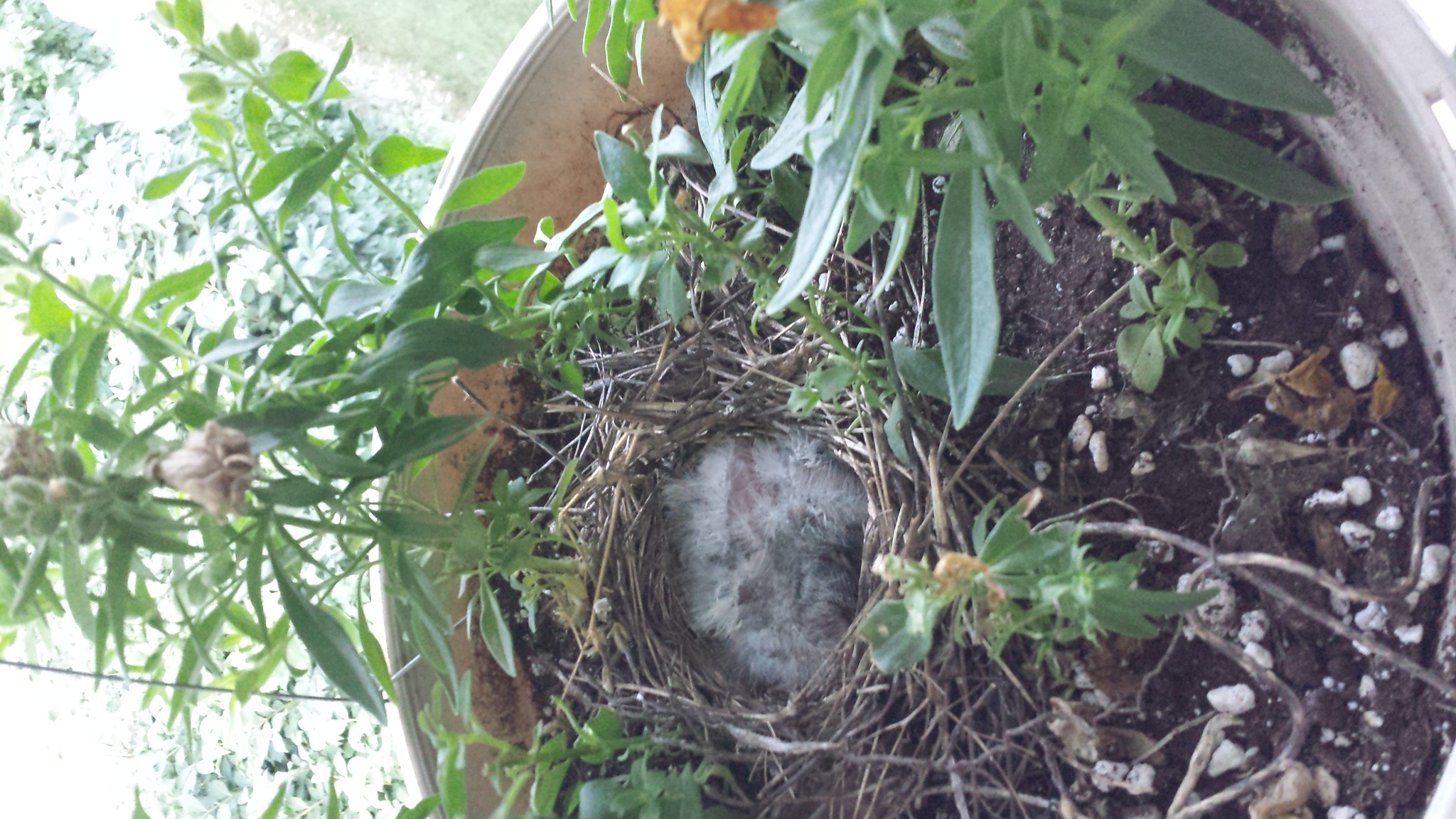 birdnest babies