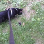 Gus smelling poo.