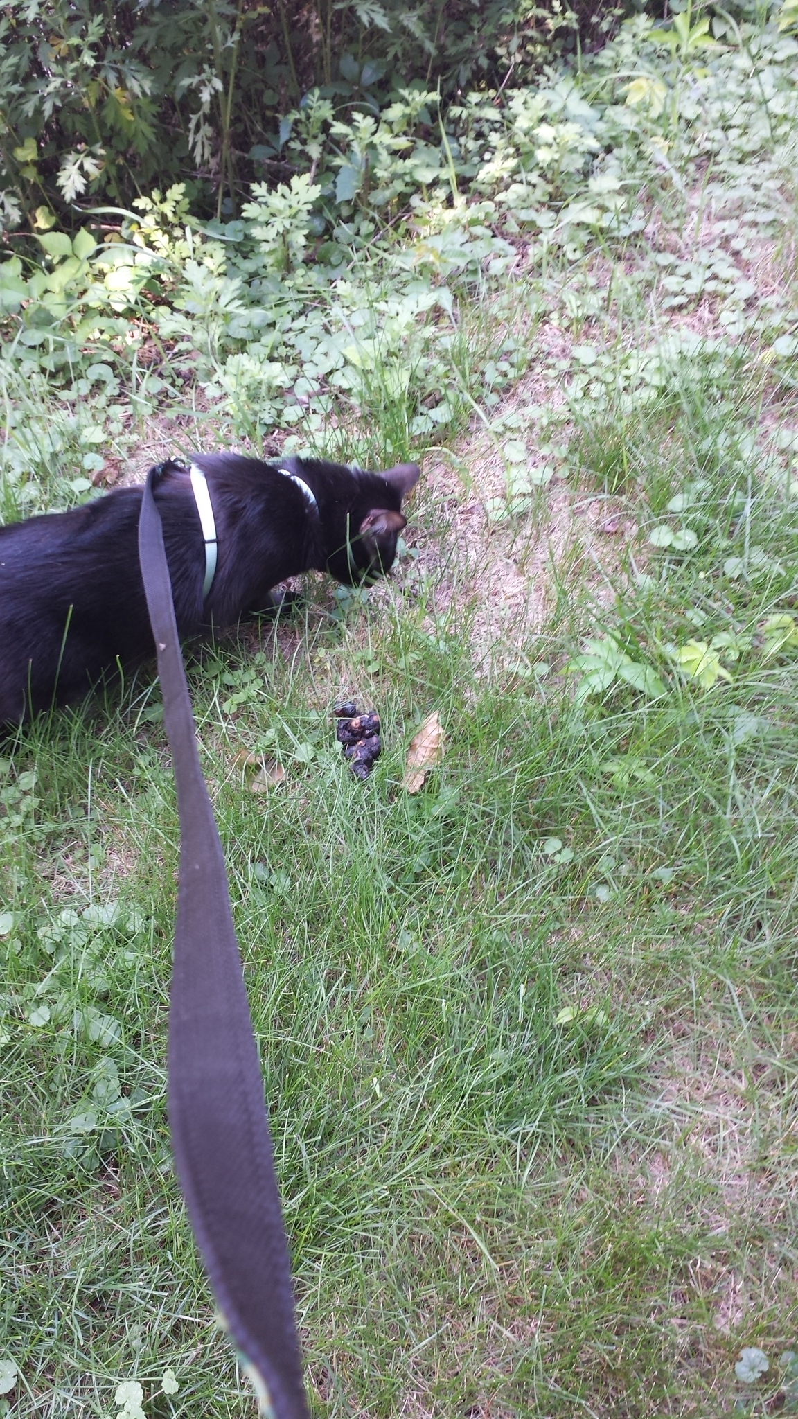 20170624 Gus smelling poo.