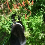 Gus in the bushes with turtle