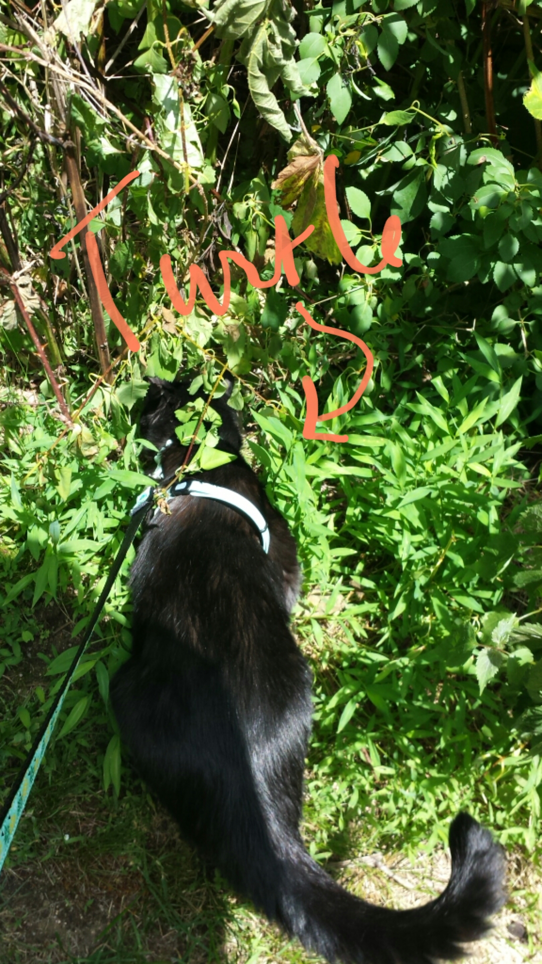 20170626 Gus in the bushes with turtle