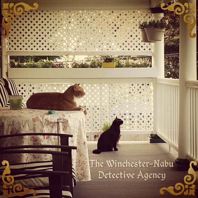 Winchester-nabu cat detectives
