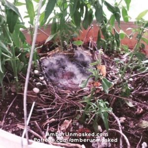 baby birds in nest