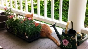 Ollie helping plant flowers 