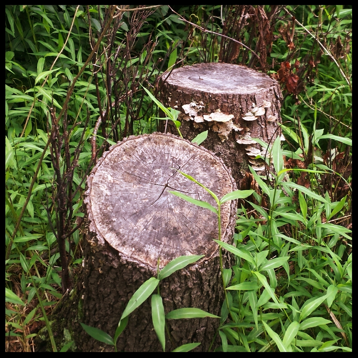 tree stumps 2017-07-23_15.11.11