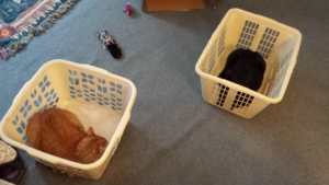 Ollie and Gus in laundry baskets 