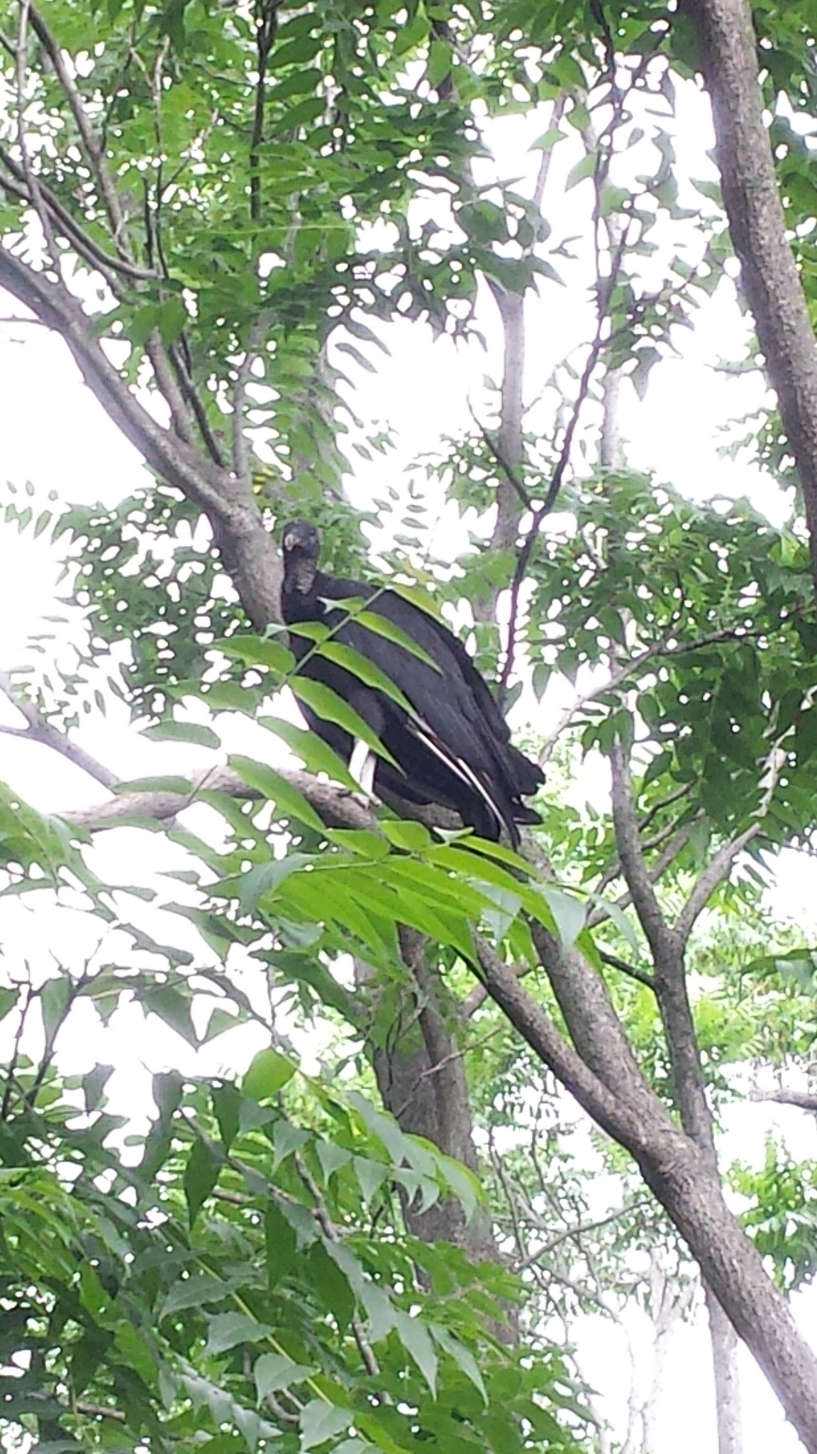 romy yoga immersion training vulture