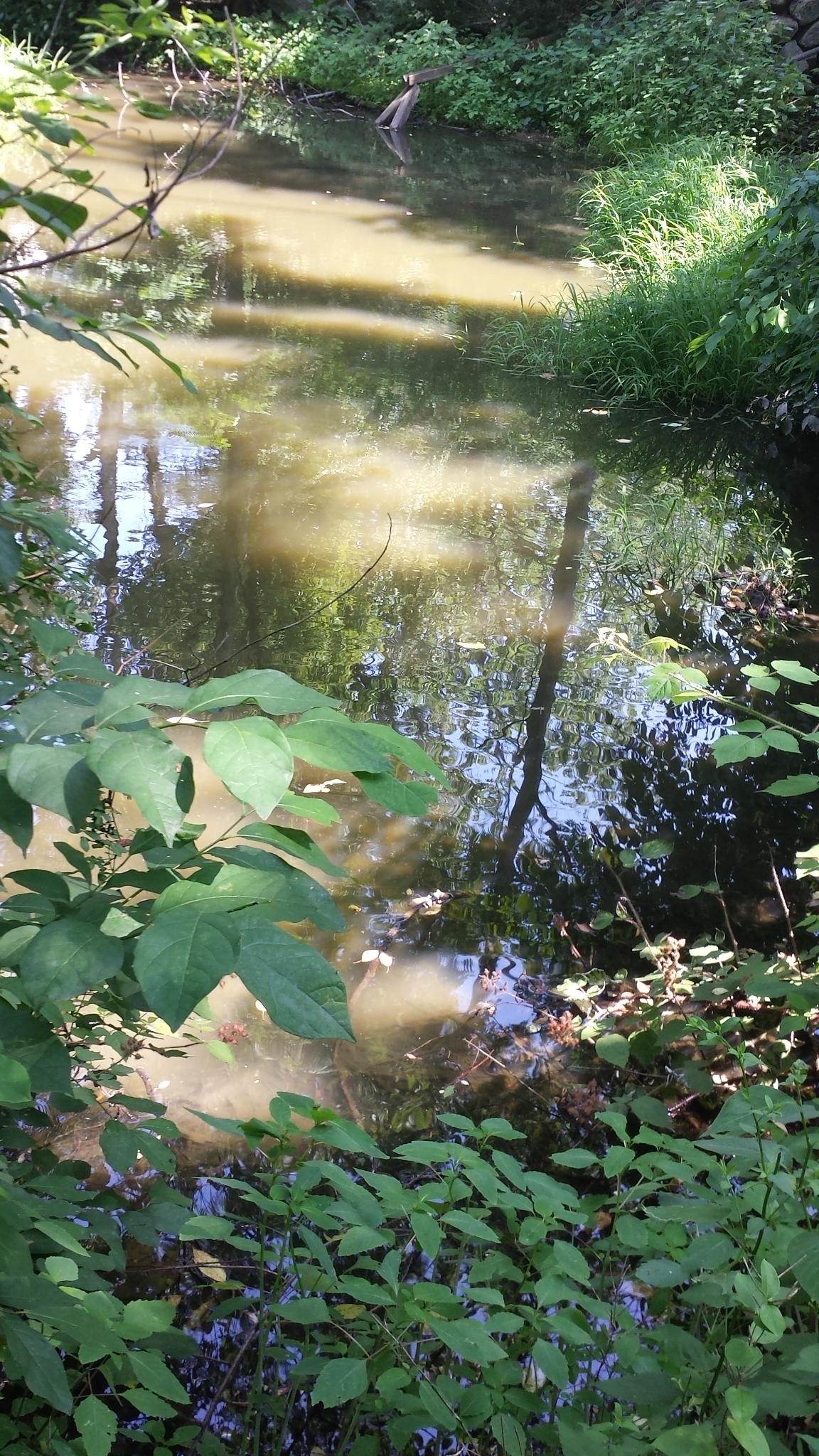 romy yoga immersion training pond