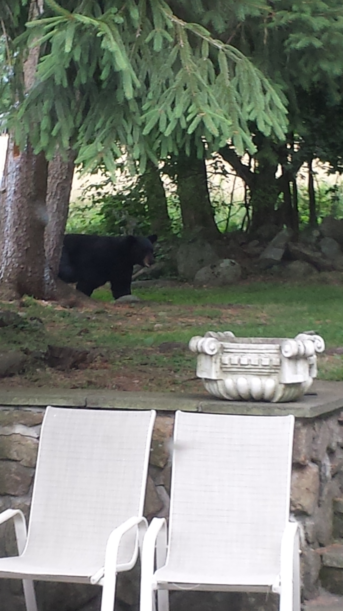romy yoga black bear