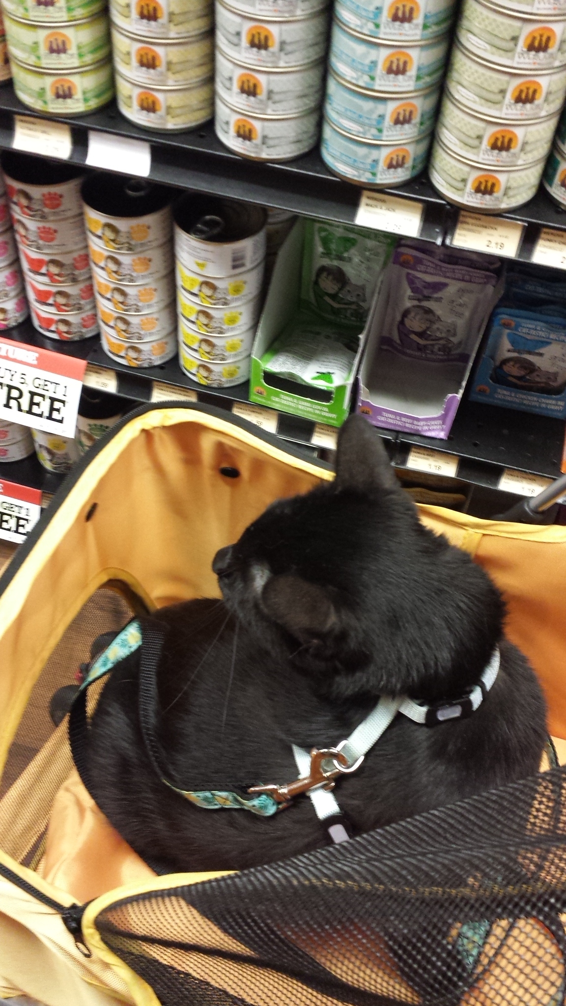 Gus first shopping trip 20170711_093328