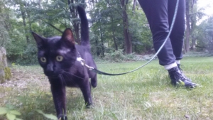 Gus on a leash