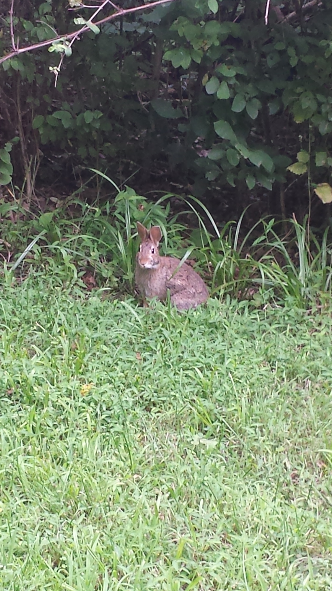 bunny rabbit 20170725_163334
