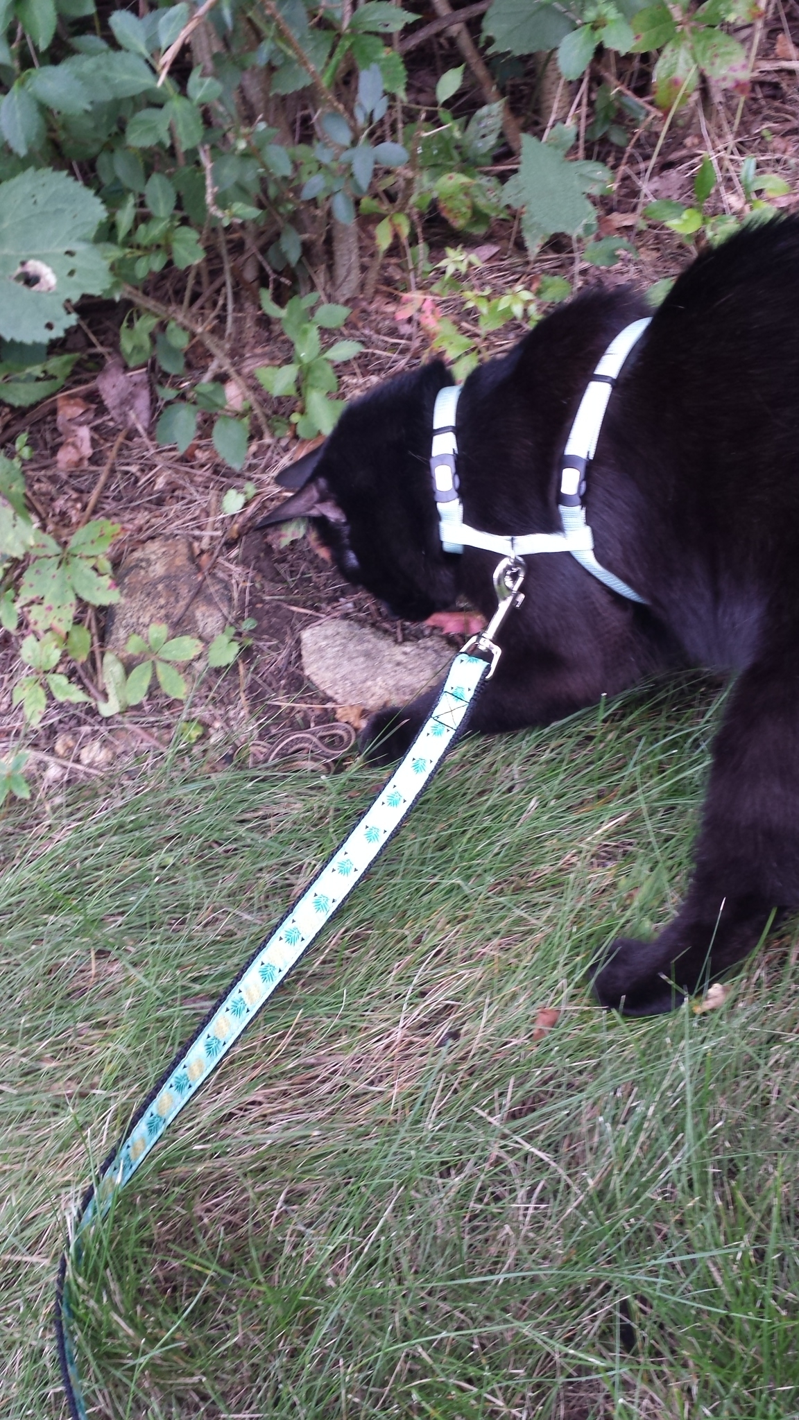 Gus Nabu with snake 20170726_170101