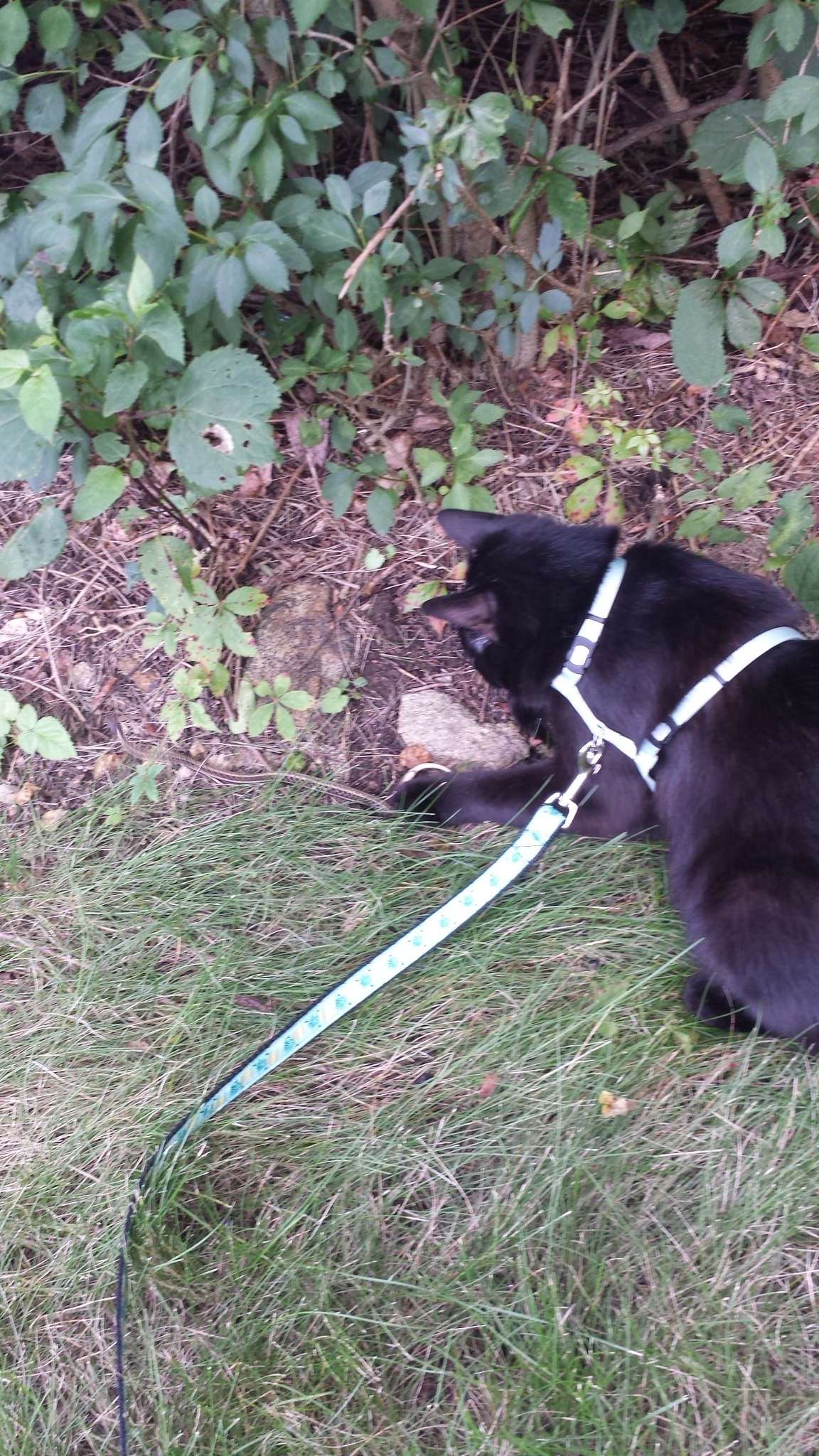 Gus Nabu with snake 20170726_170115