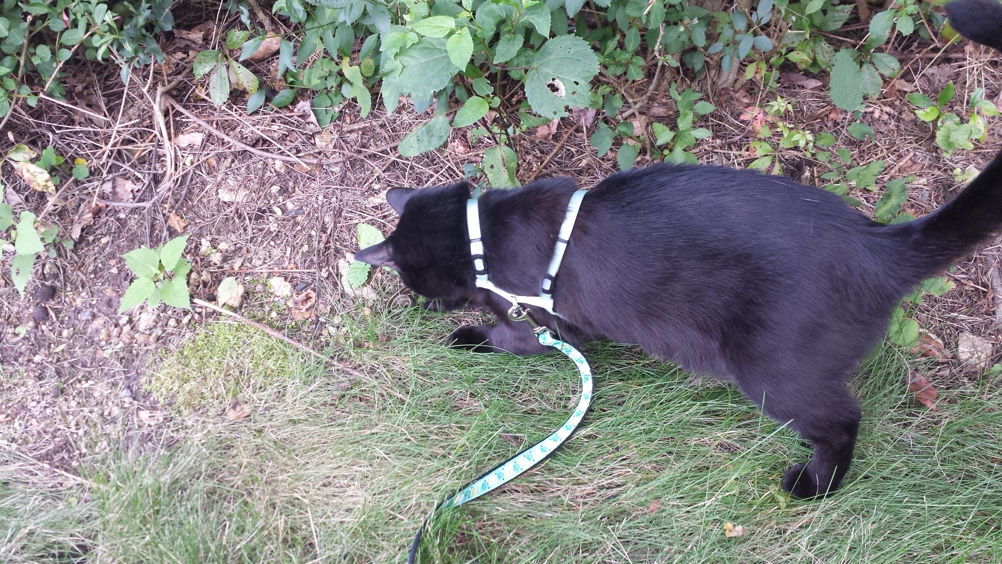 Gus Nabu with snake 20170726_170123