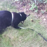 Gus Nabu with snake