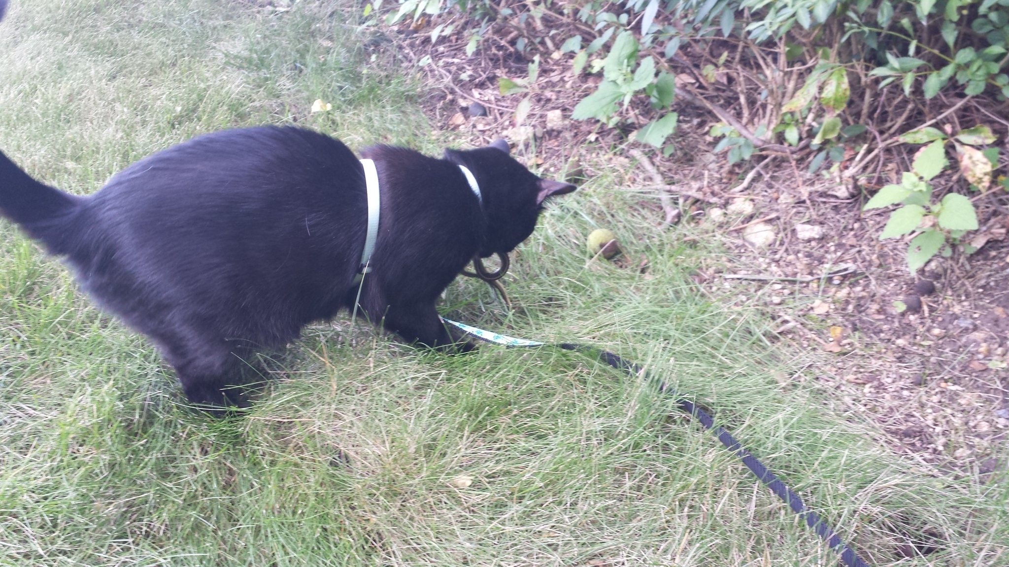 Gus Nabu with snake 20170726_170216