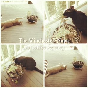 Winchester-Nabu Detective Agency catnip pics