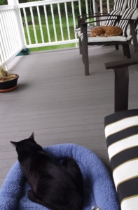 cats on porch